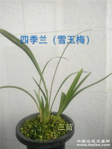 四季兰(雪玉梅)-建兰篇-中国兰花交易网社区
