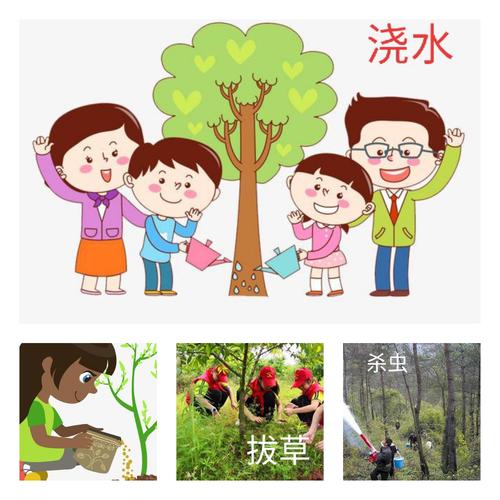 《爱护小树苗》