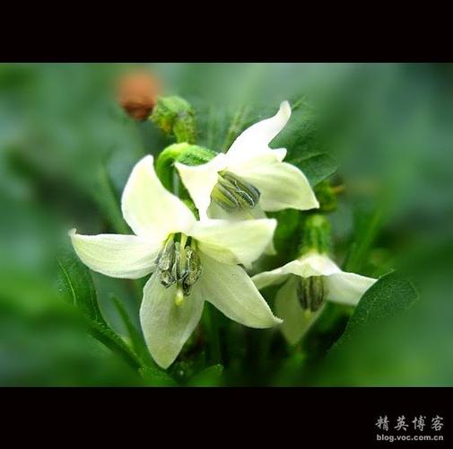 阳台上辣椒花缘 - 渐缓艳丽的黄昏 - 余小芳的博客 - 精英博客