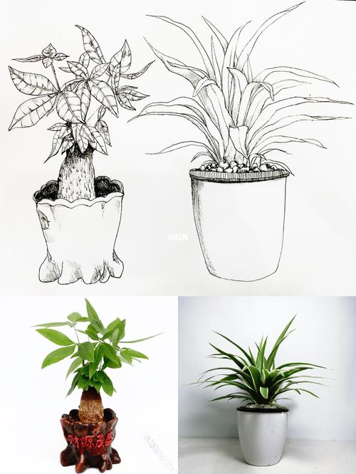 三年级线描植物写生作品_写生_线描_渤海经典3期自由行热门攻略_创意