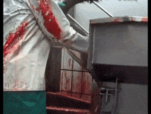 承受电击的痛苦,接着被割喉,直至剥皮结束生命.