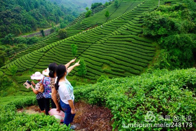昭平大脑山茶园