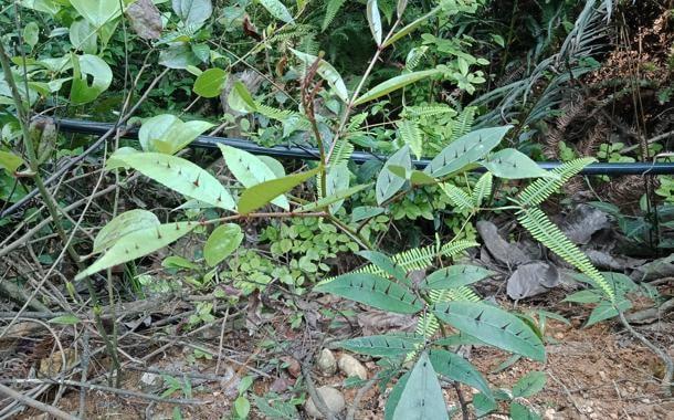 山坡见到这种带刺植物请您珍惜它可盆栽且根茎30元一斤