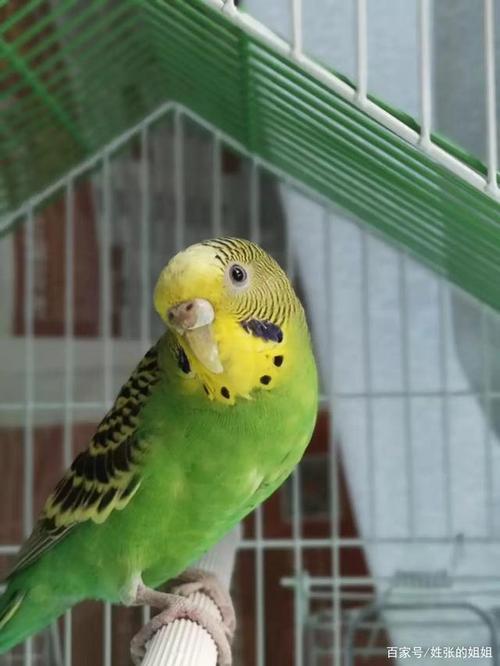 我捡回的那只虎皮鹦鹉,活了八个月,最终还是走了