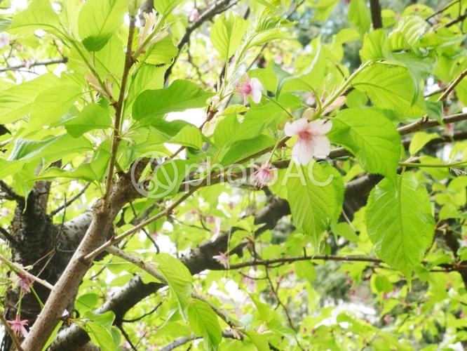 照片素材(图片): 樱花和树叶2