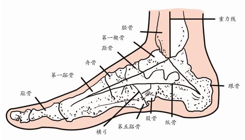 脚骨结构图