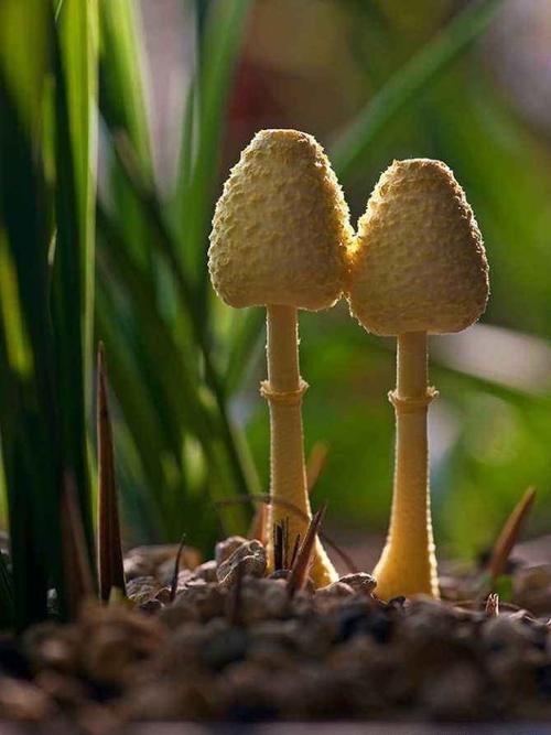正文       知道了蘑菇的生长条件,我们再来分析下兰花花盆里长蘑菇好