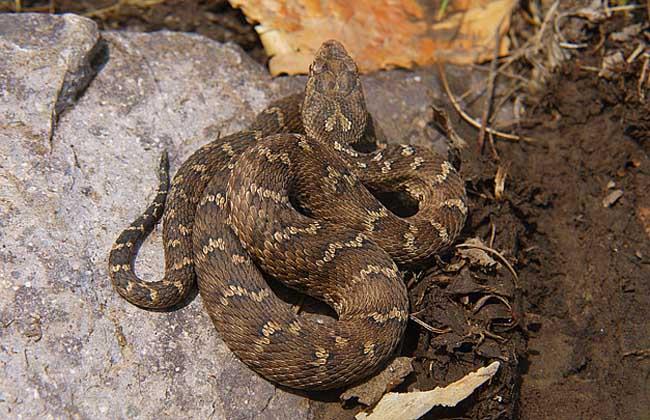 蛇的种类名称及图片大全(6)