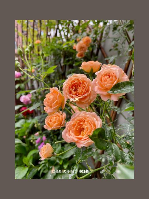 藤本月季～甜梦_月季_拓新香国城自由行热门攻略_秘密花园_家居家装