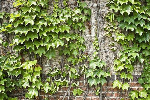 爬山虎属多年生大型落叶木质藤本植物,其形态与野葡萄藤相似.