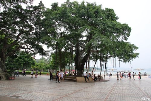 鼓浪屿客运码头广场上的大榕树