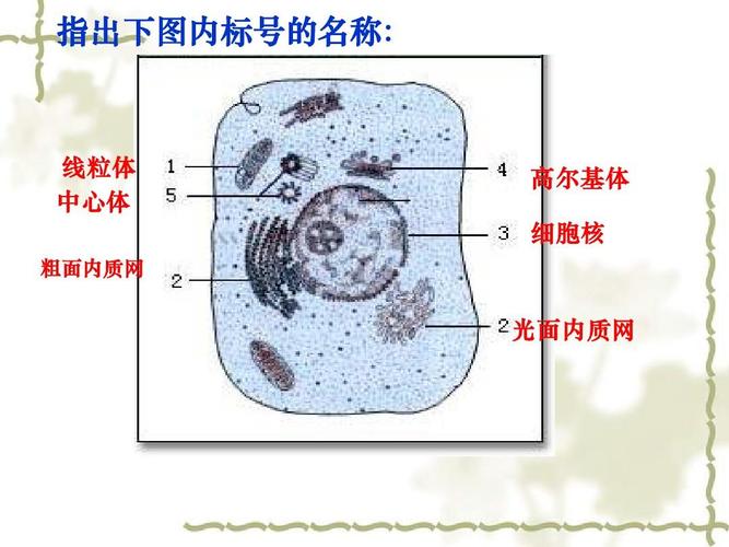 下图内标号的名称: 指出下图内标号的名称: 线粒体 中心体 粗面内质网