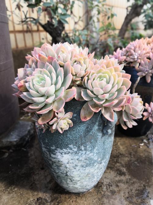 还是丝绸面纱