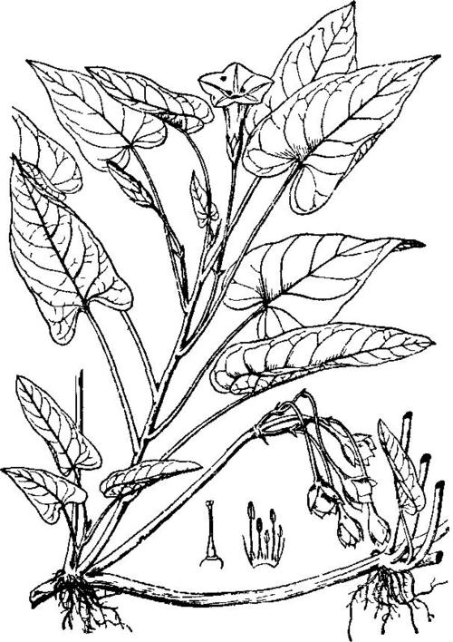 植物认知鉴赏35-蕹菜