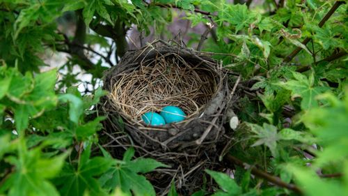 枝头鸟巢中的鸟蛋图片-动物壁纸-高清动物图片-第8图-娟娟壁纸