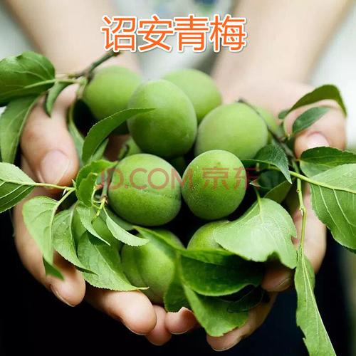 青梅果2/5斤新鲜诏安红星精选青梅子泡梅酒酸梅酵素鲜果子整箱坏果