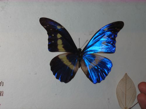 光明女神蝶(学名:morpho helena),闪蝶属的一种蝴蝶.