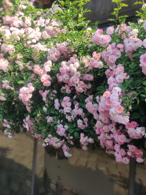 春暖花开,最美蔷薇花