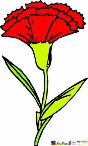 康乃馨送给妈妈的花儿彩色水彩简笔画