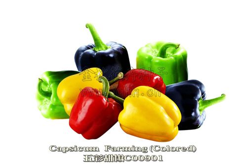 capsicum farming(colored) 五彩甜椒-味甜
