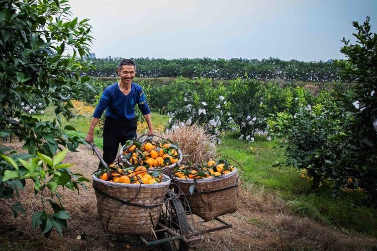 丰收时节,丹棱县一名果农正将采摘下来的柑橘运往收购点