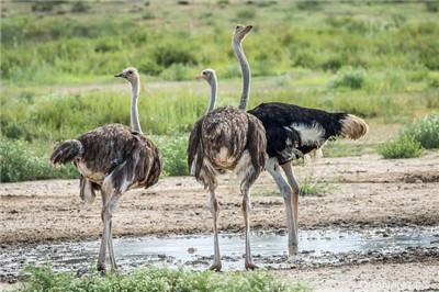 大连鸵鸟养殖厂家大连成年母鸵鸟附养殖场