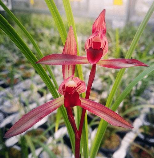 它是云南兰花的名片极品红素兰香馥郁新手也能养得好