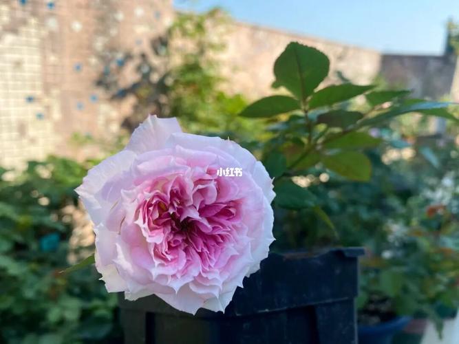 木村月季|瑟西_月季_桂南路攻略_木村月季_家居家装_家居装饰_花艺