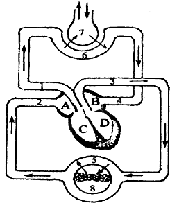 如图是血液循环和气体交换示意图,请据图作答
