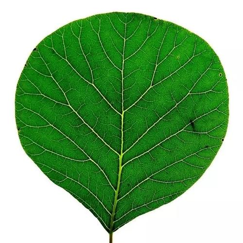 植物观察记 | 叶片倒卵形的植物的共同点