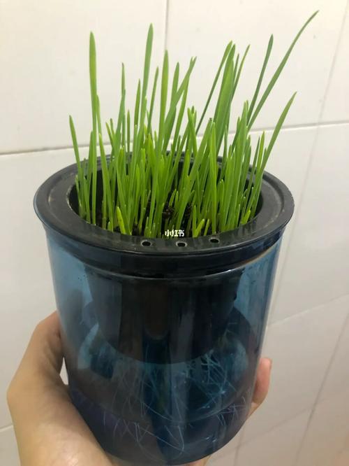 好用的,猫草种植方法_猫草_花盆_天河公园攻略_家居家装_家居装饰