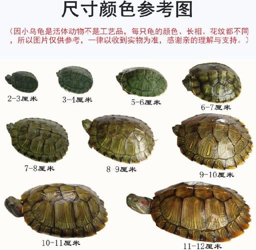 陆地小乌龟巴西龟乌龟活体龟旺财龟水龟幼龟自养风水龟家养情侣龟
