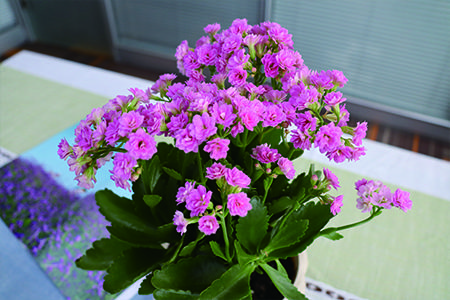 长寿花一年开几次花