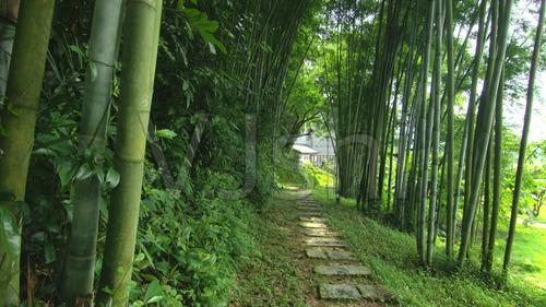 4k竹林林间小道田园生活_3840x2160_高清视频素材下载(编号:5083425)