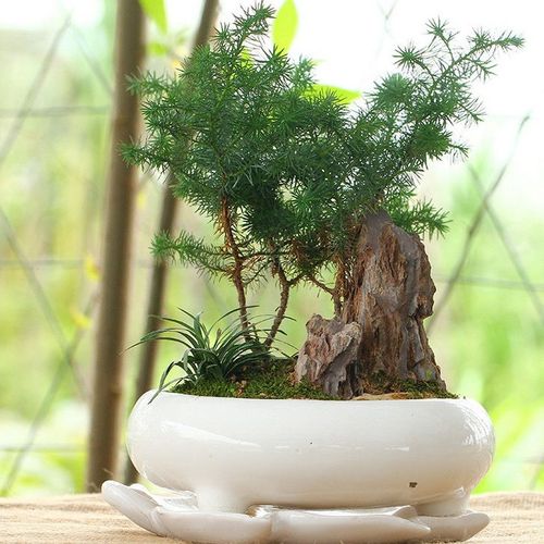 小石积黄杨杜鹃盆景熟桩老鸦柿百花荀子金豆