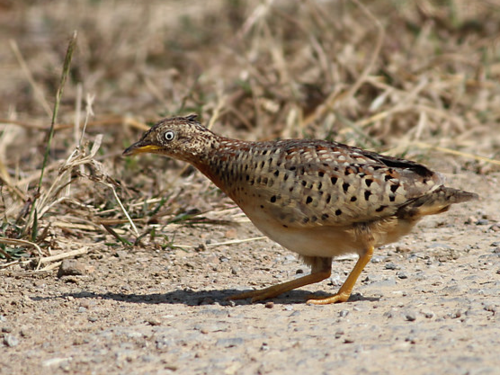 是黄脚三趾鹑,一种分布比较广泛的鸟,是三个脚趾头