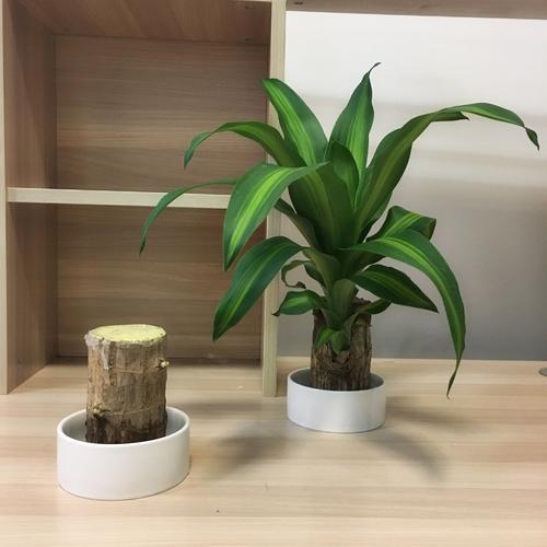 巴西木树桩水培如何养?做好水培和养护,绿意盎然更迷人