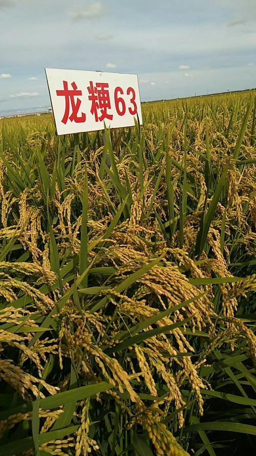 前锋农场垦粳3号,龙粳63秋季观摩会(副本)