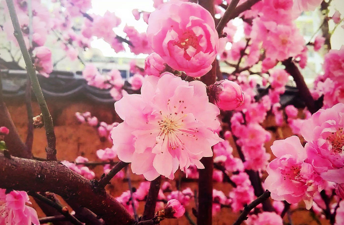 百度桃花是什么颜色