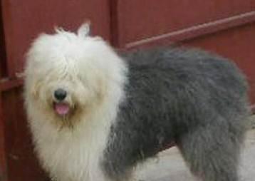 纯种大白头古牧犬种公借配