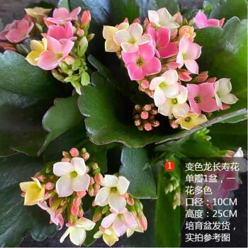 系列变色龙长寿花重瓣宫灯好养花卉四季开盆栽窗台 变色龙长寿花1盆