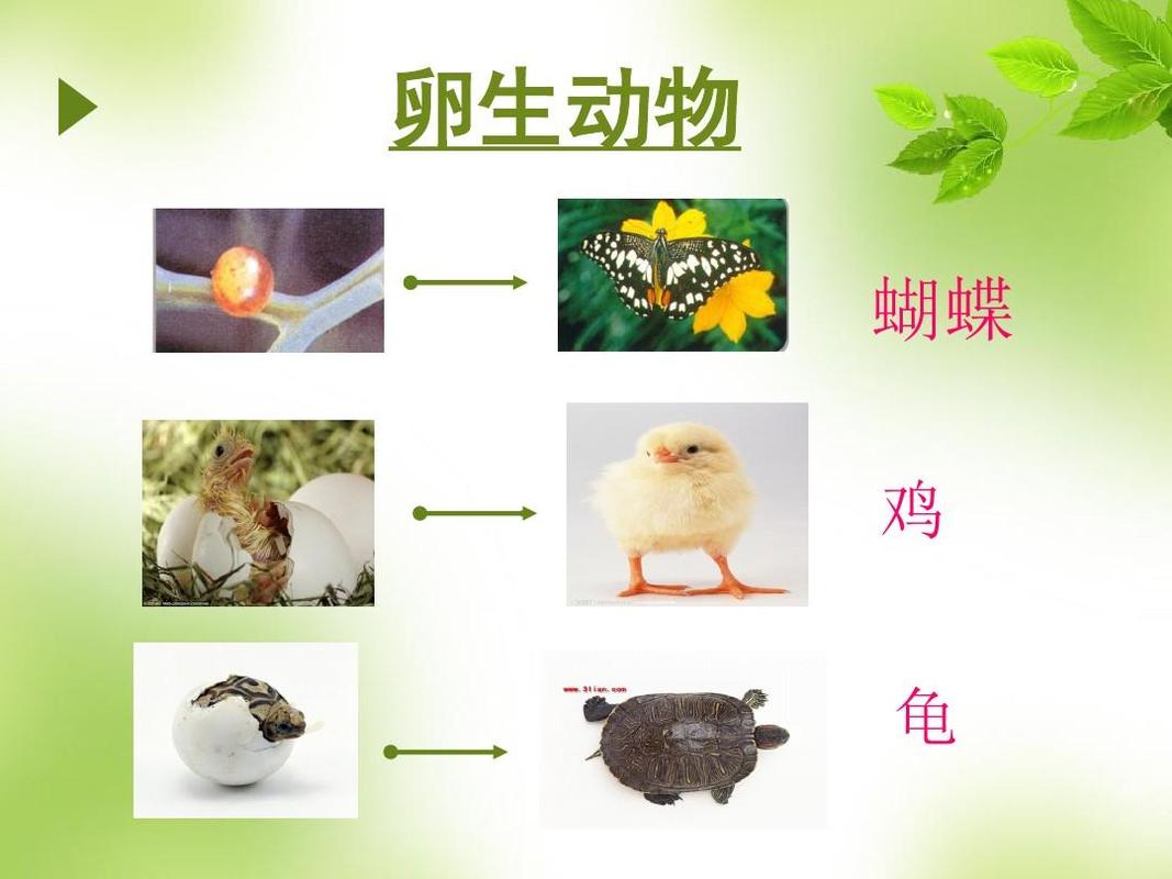 7动物的繁殖活动ppt  卵生动物 蝴蝶 鸡 第8页 (共16页,当前第8页) 的
