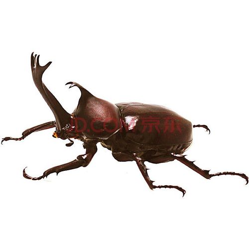 天弗独角仙宠物甲虫幼虫活物爬虫巨型超大个体一公一母活体送新手套餐