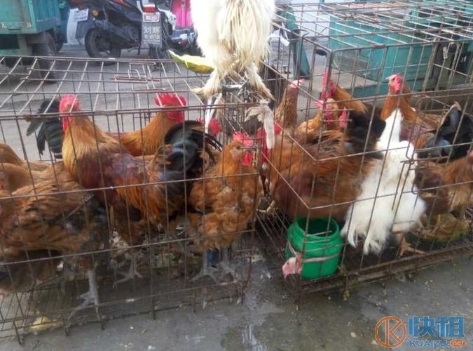 奎文南下河市场盈利活禽店转让