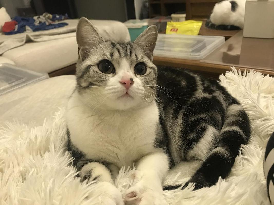 美短猫太胖需要节食吗?