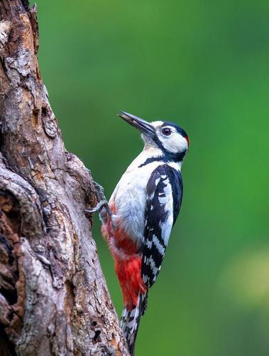 常住许昌的几种啄木鸟你认识吗?