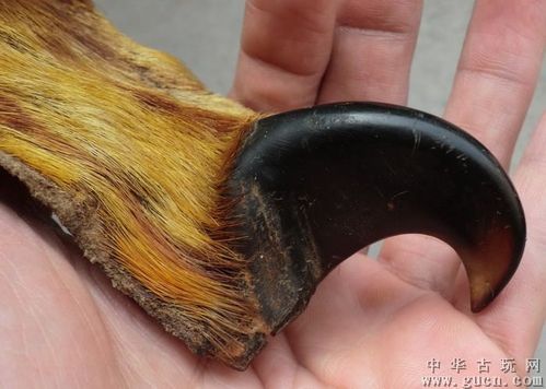 还带原皮毛的老虎大爪