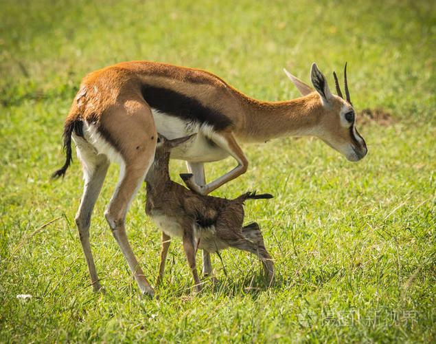 羚羊汤普森和她的新生婴儿在马赛马拉, 肯尼亚