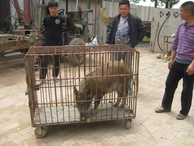 市场上的野猪苗大概多少钱一头北安正规野猪养殖场