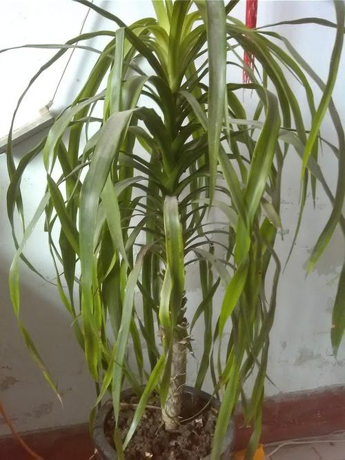 龙血树为什么长的叶子又宽又扁